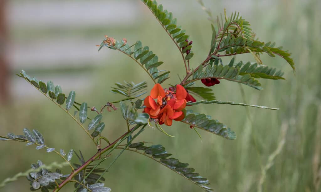 Scarlet Wisteria (Sesbania punicea)