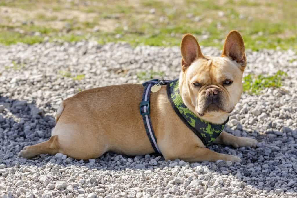 dog in sploot position