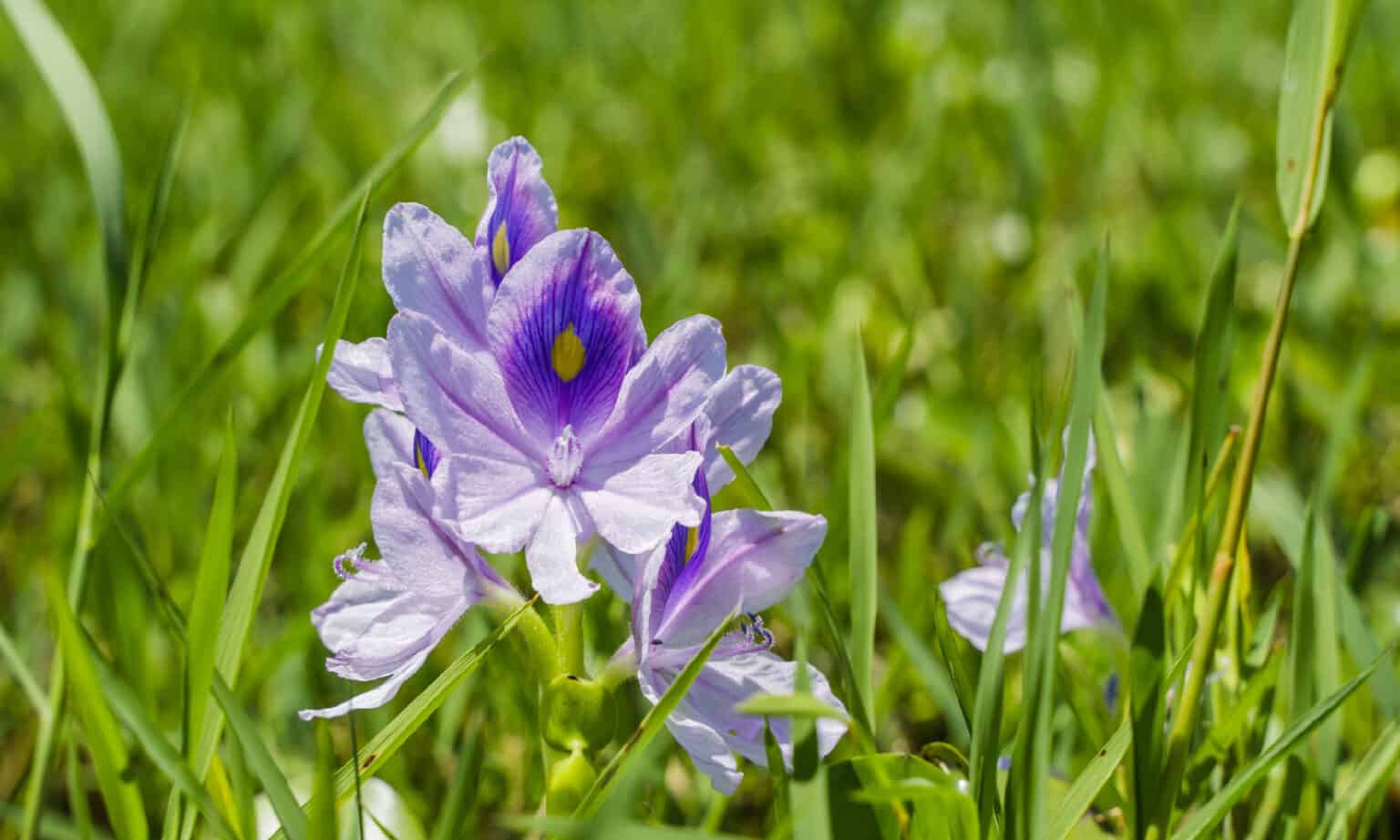 Explore These Invasive Plants In California - A-Z Animals