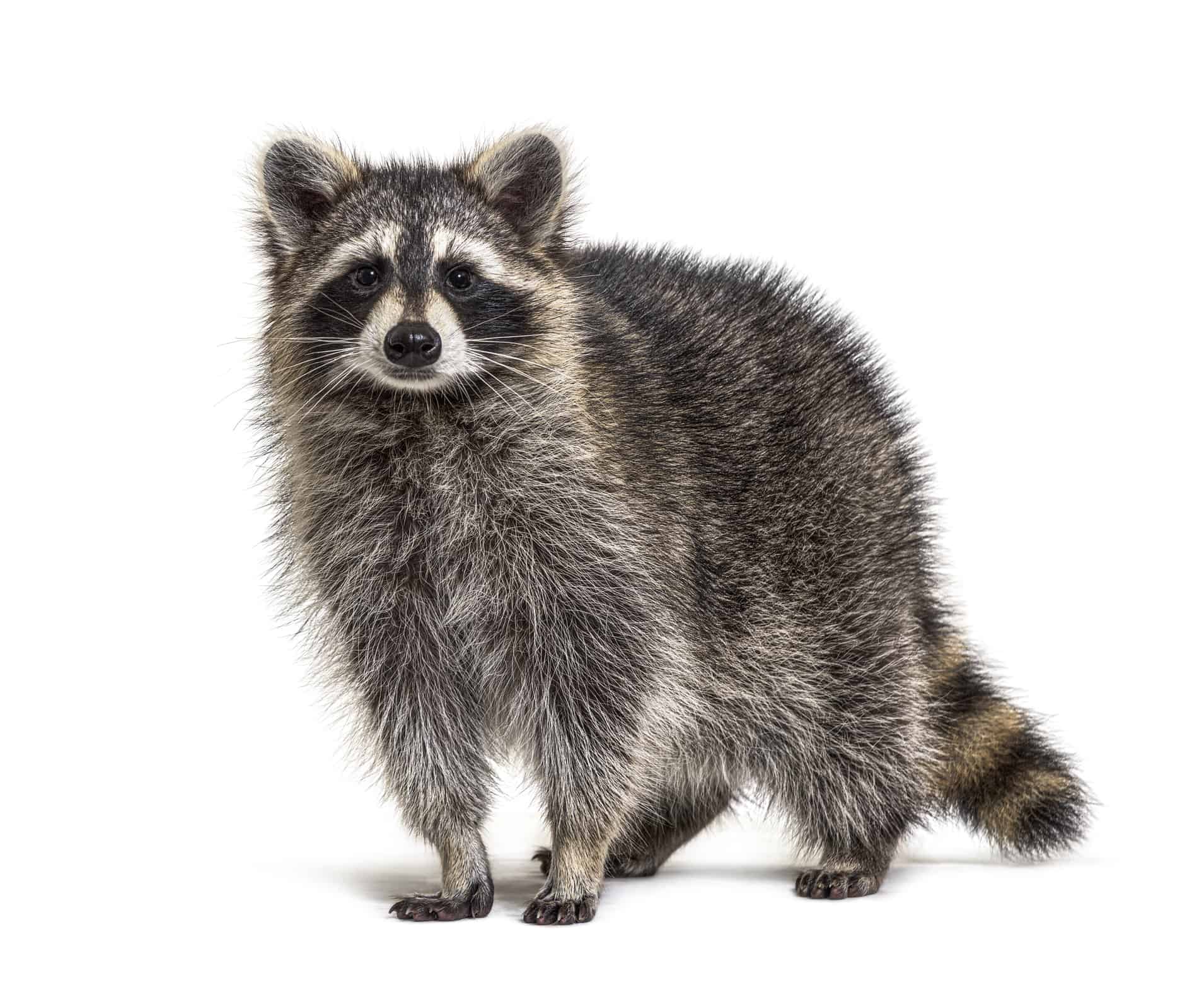 Young Raccoon standing in front and facing at the camera isolated on white