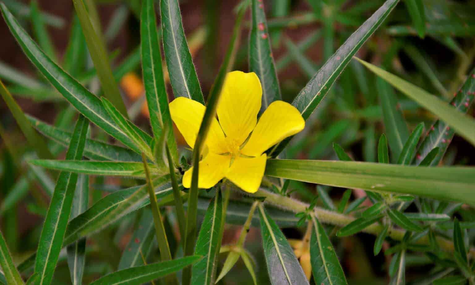 Explore These Invasive Plants In California - A-Z Animals