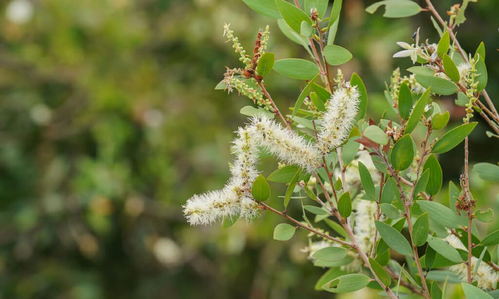 Melaleuca