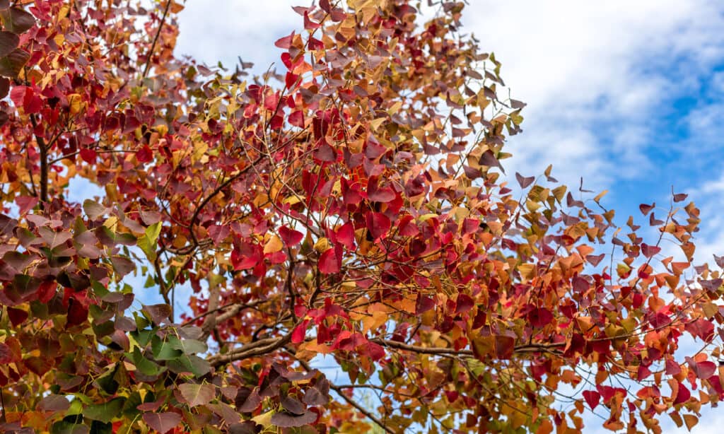 Chinese Tallow Tree