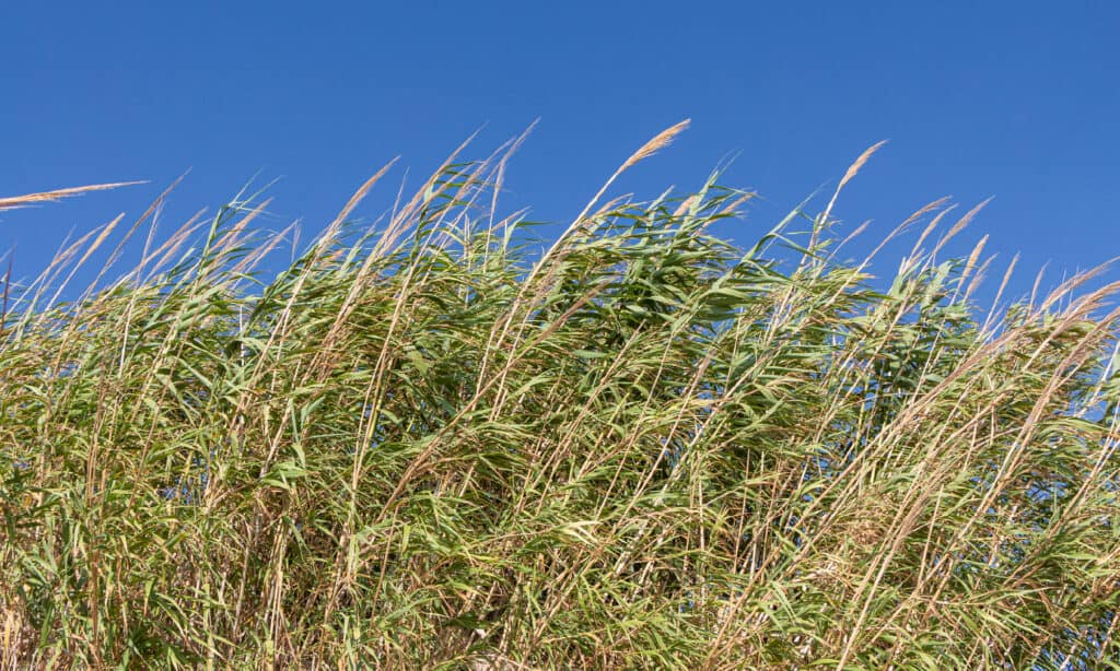 Giant Reed (Arundo donax)