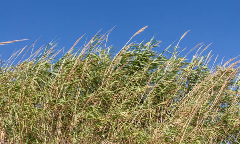 Giant Reed (Arundo donax)