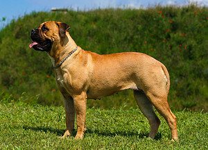 Bullmastiff Prices in 2024: Purchase Cost, Vet Bills, and More! Picture