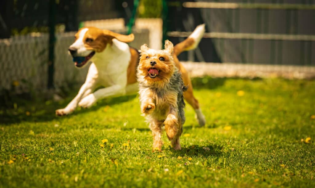 Yorkshire Terrier dog and beagle dog chese