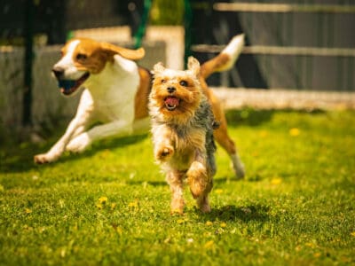 A 6 Best Dog Parks in Minneapolis