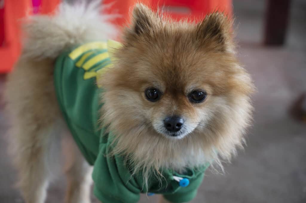 dog in anti-stress shirt