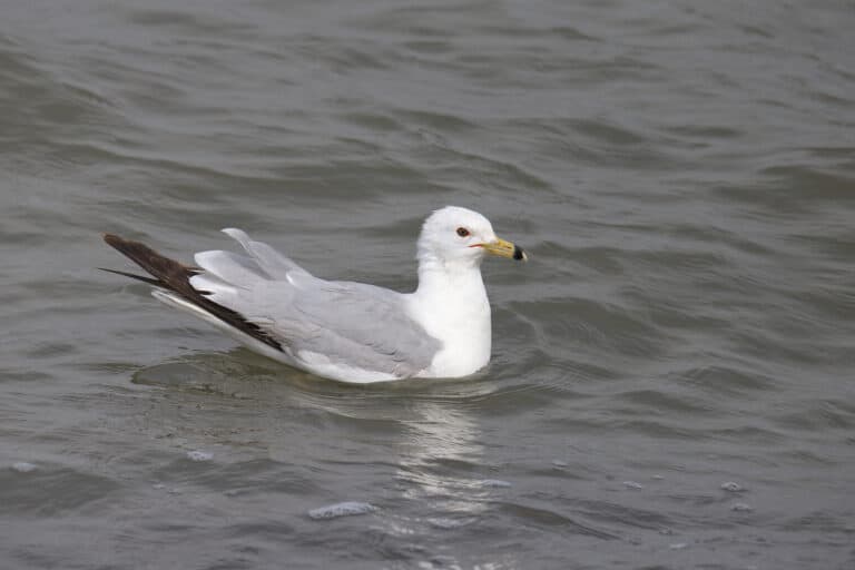 ring-billed gull in the water