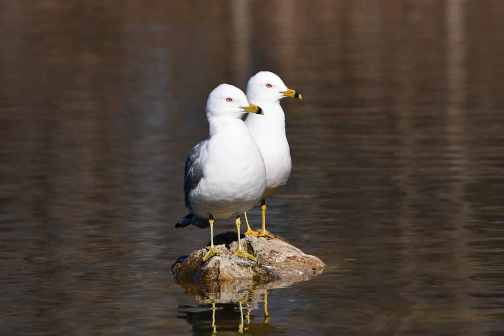 two ring-billed gulls on a rock