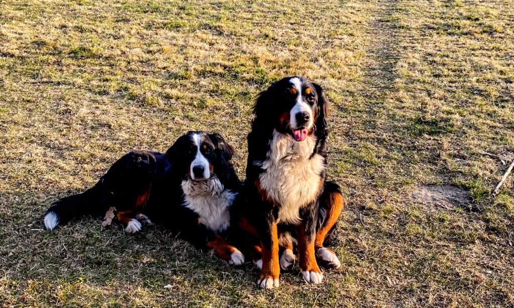 Bernese Mountain Dog - sisters of Bernese Dog in the garden