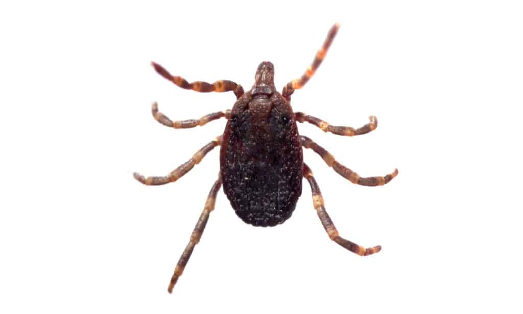 Ventral and dorsal view of a tick (Hyalomma sp.) isolated over a white background.