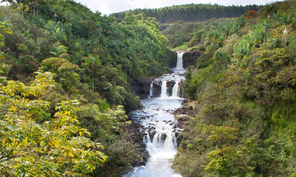 Umauma falls in Hawaii