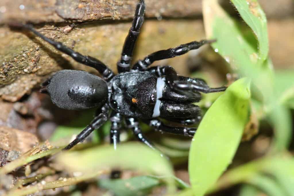 10 Spiders In North Carolina 2023
