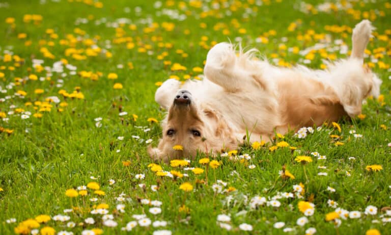 Golden retriever playing in the grass
