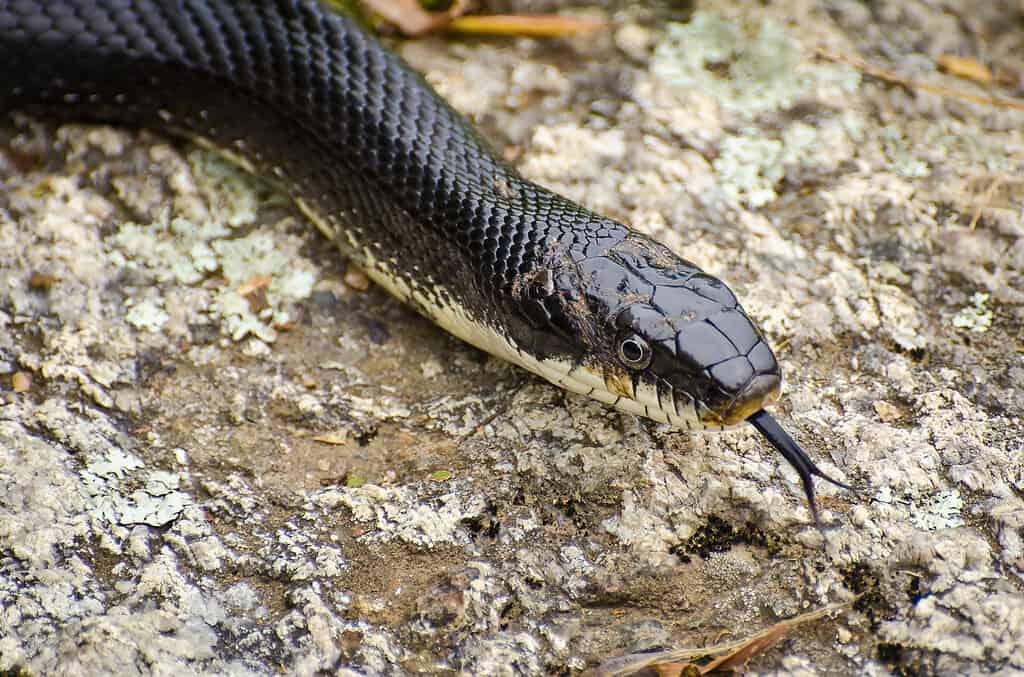 Black racer snake, Coluber constrictor priapus, a subspecies of the Eastern racer, is a fairly slender, solid black snake.