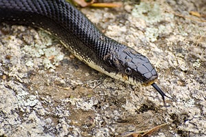 10 Black Snakes in Iowa  Picture