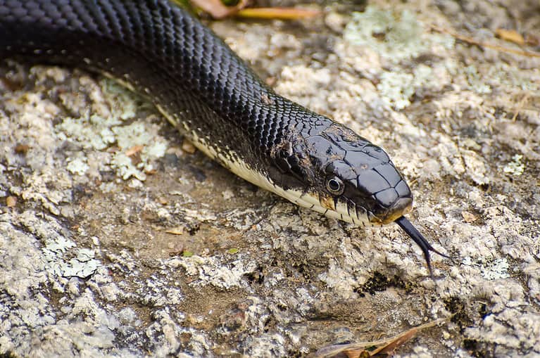 Black Rat Snake, Animal Mouth, Animal Tongue, Animal Wildlife, Animals In The Wild