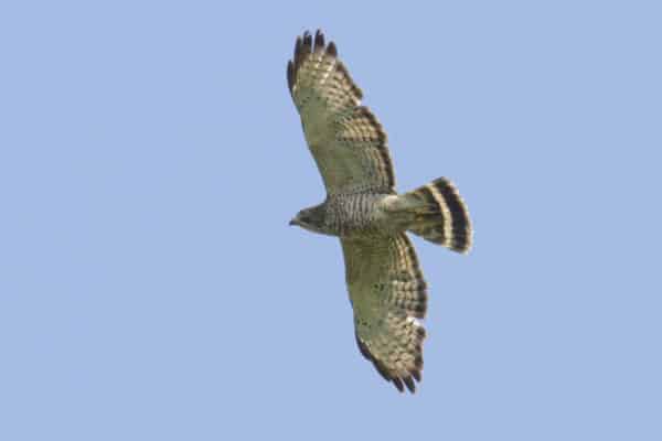 A Broad-winged Hawk in flight with wings and tail spread open.