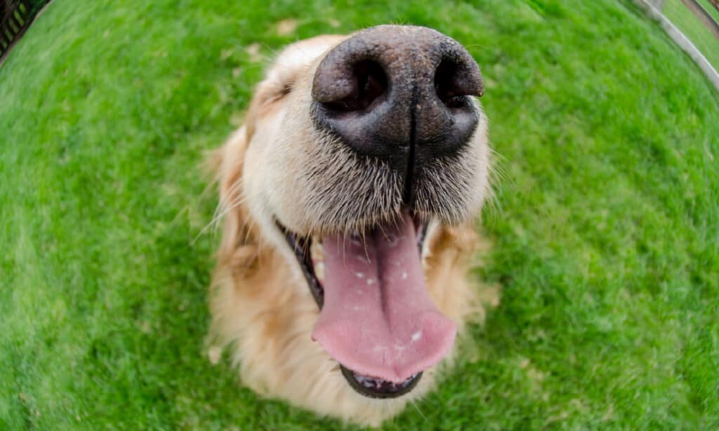 golden retriever's face