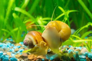 The 5 Best Freshwater Fish That Love Eating Snails Picture