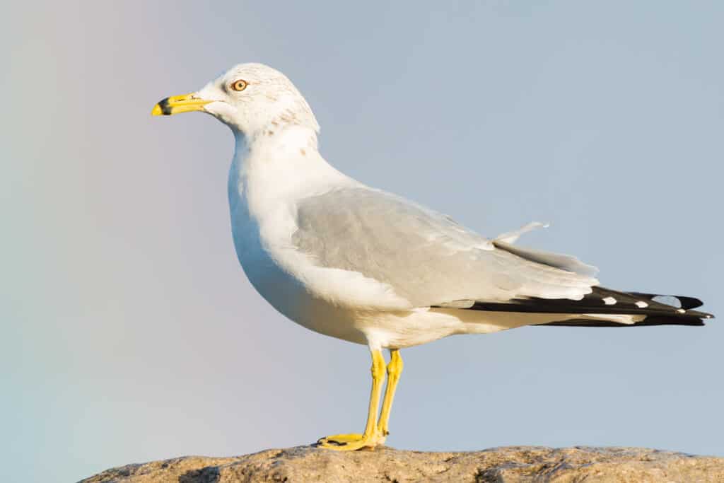 Ring-billed Gull standing on a rock enjoying a rainbow.