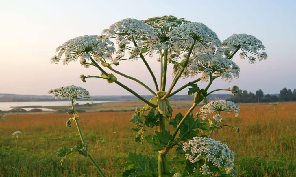 Cow Parsnip vs Giant Hogweed