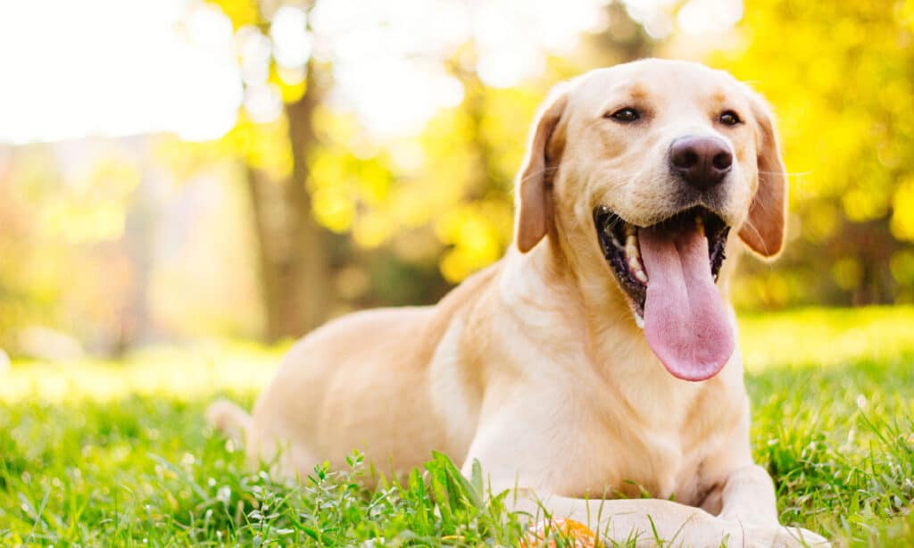 Beautiful labrador retriever dog in the park, sunny day