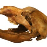 Cave bear