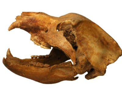 Cave Bear Picture