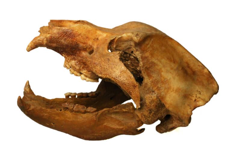 A Cave Bear skull (Ursus Spelaeus) from the Carpathian Mountains in Romania
