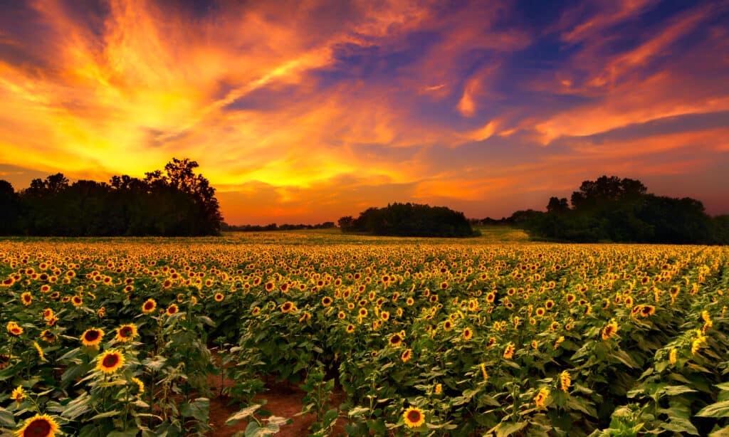 Kansas sunflowers