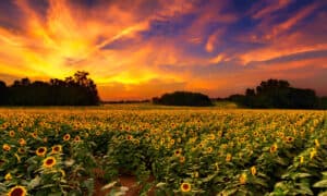 Discover the Best Time of Year to Plant Sunflowers Picture
