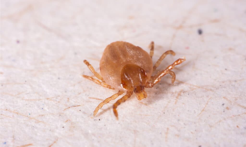 Ticks on cats: what to do now. Closeup photo of a tick.