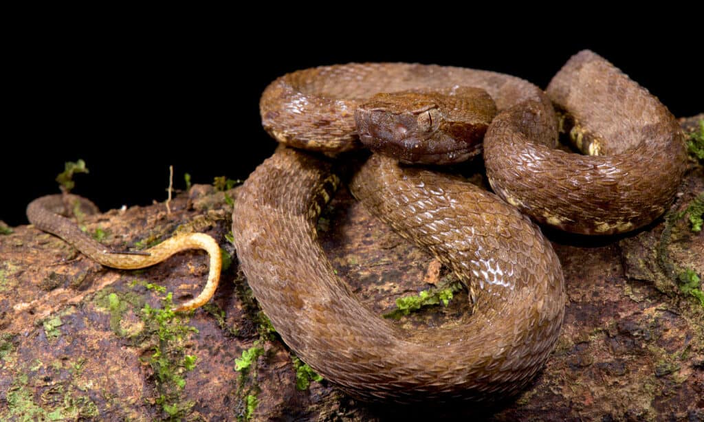 Snakes In The Amazon River - Jilly Lurlene