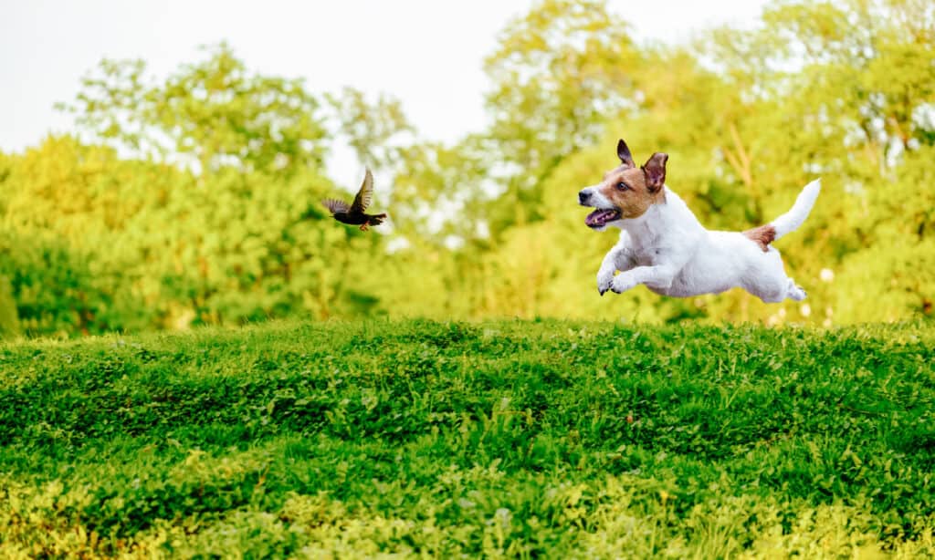 jack russell terrier hunting mynah bird
