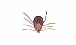 How Many Legs Do Ticks Have (And Why?) Picture