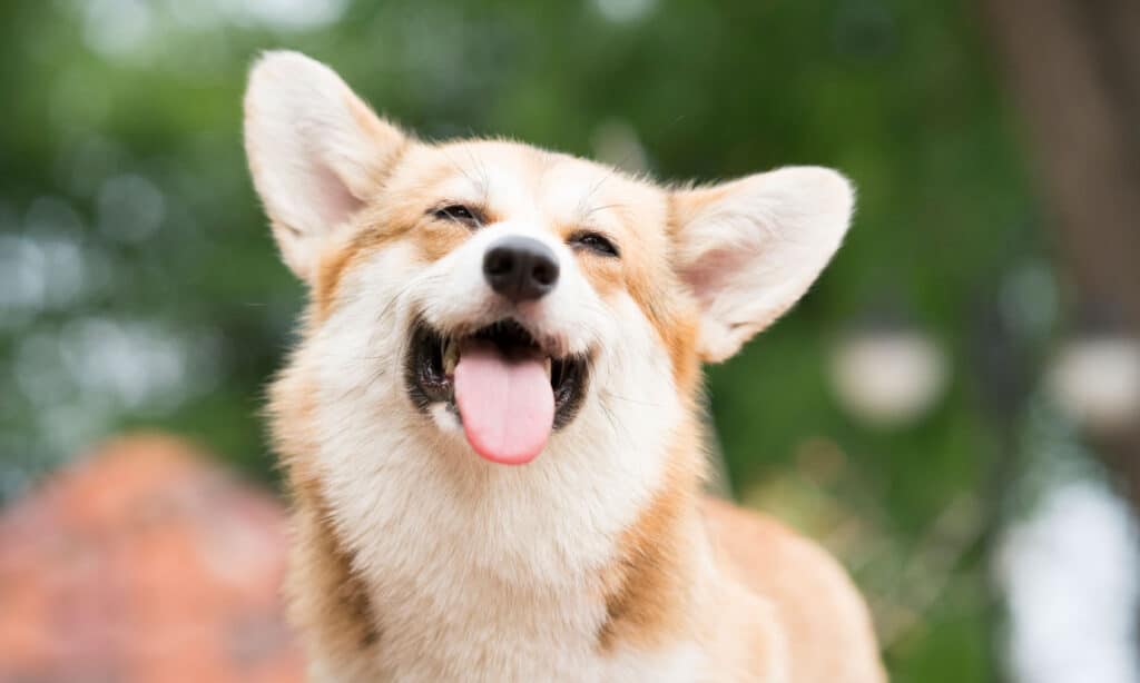 Corgi dog smile and happy in summer sunny day