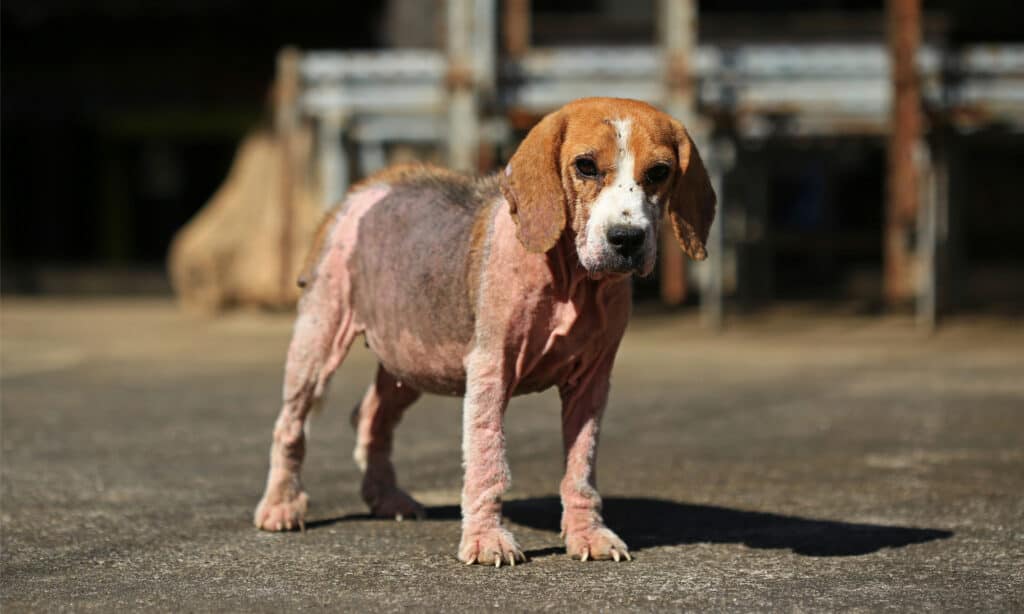 Beagle with demodectic mange