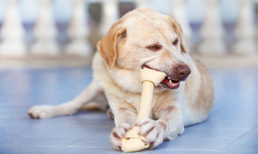 is rawhide bad for dogs
