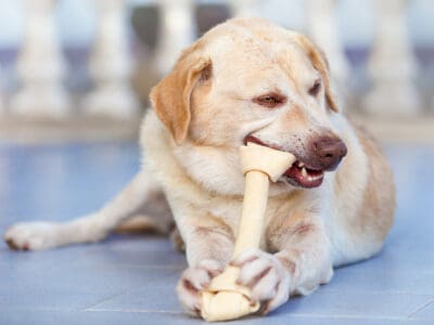 A Is Rawhide Bad For Dogs?