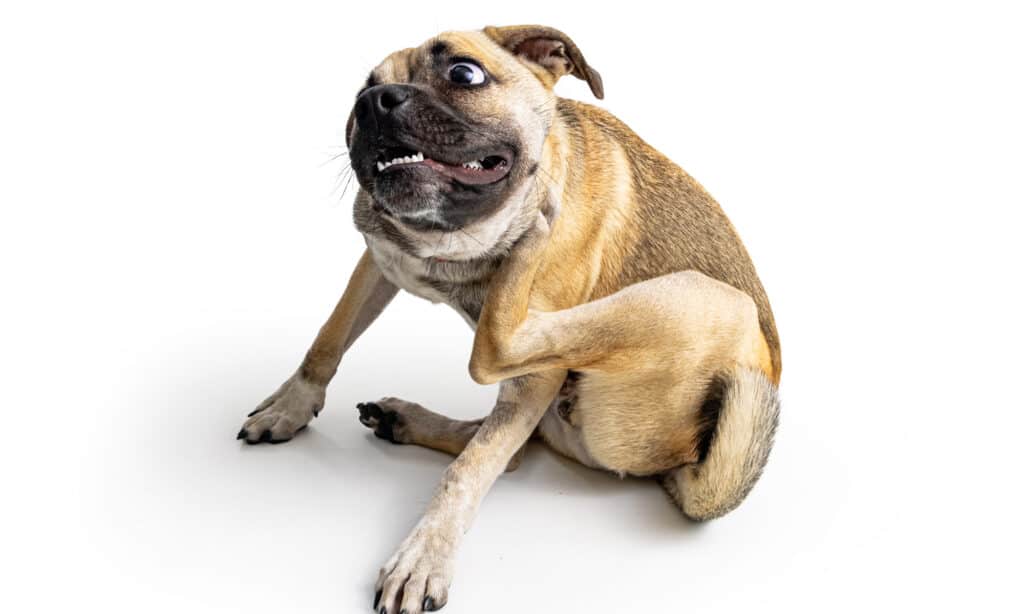 A pug scratching on a white background