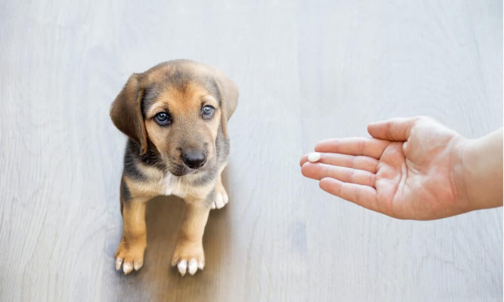 Owner handing a pill to a puppy