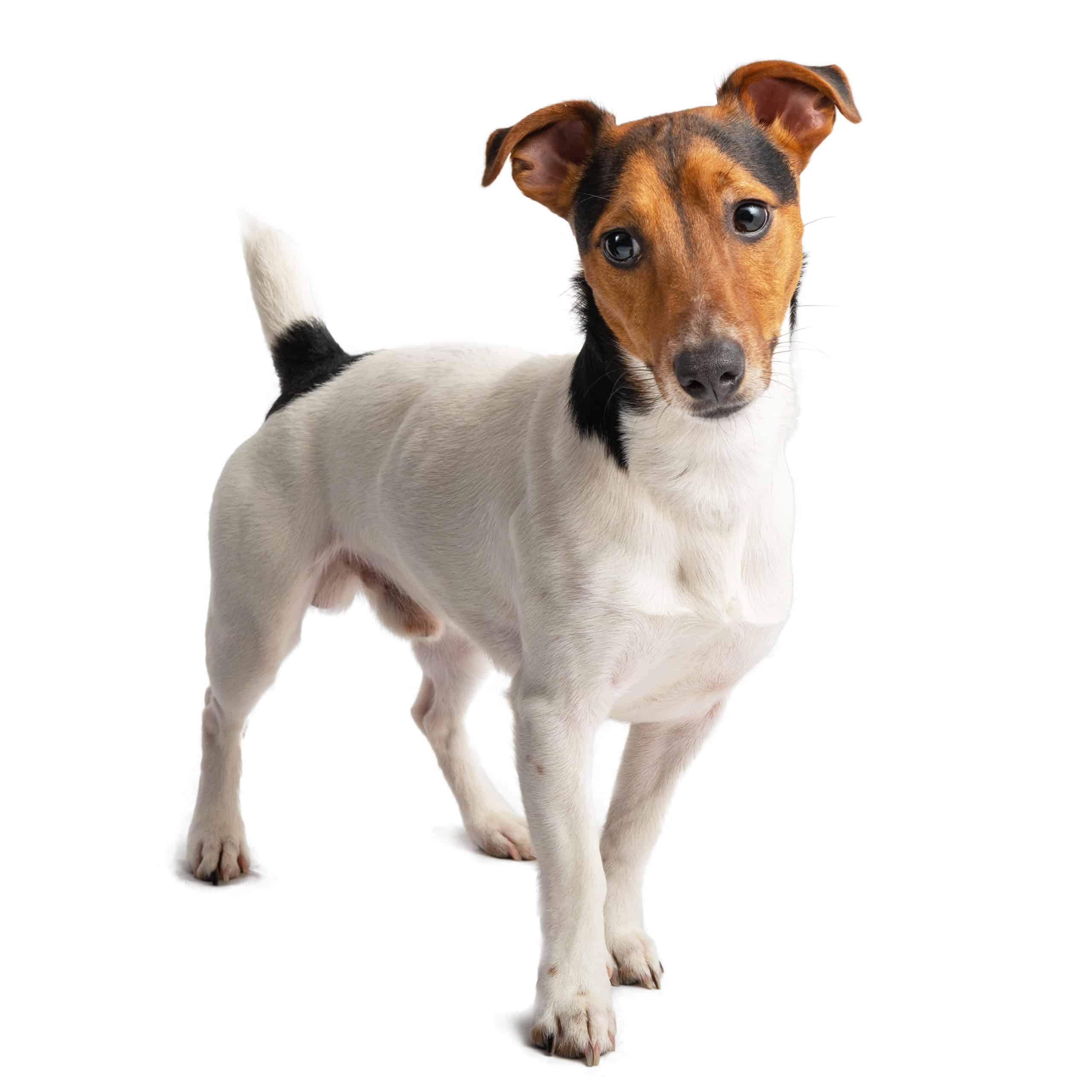 jack russell full grown size