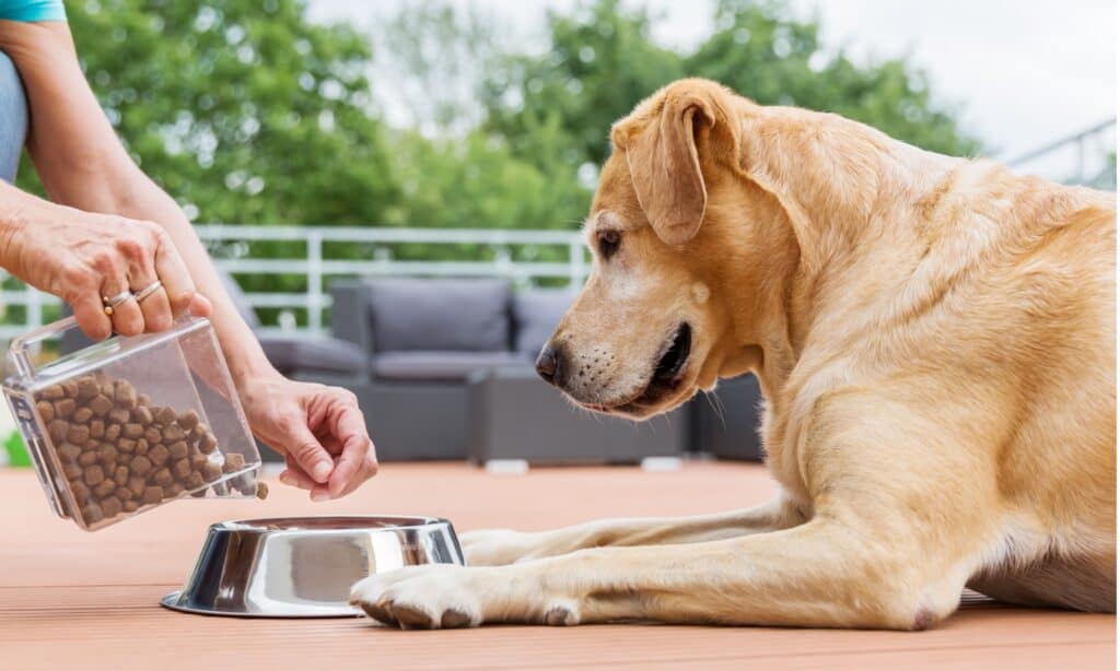 can dogs eat rice cakes