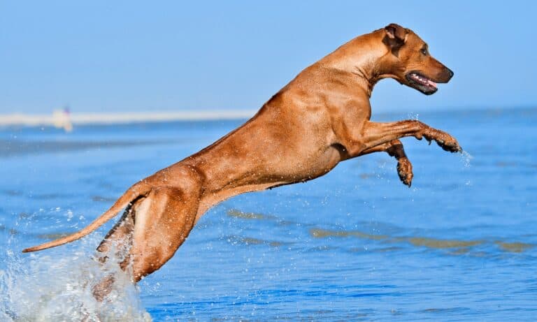 joint supplement for dogs