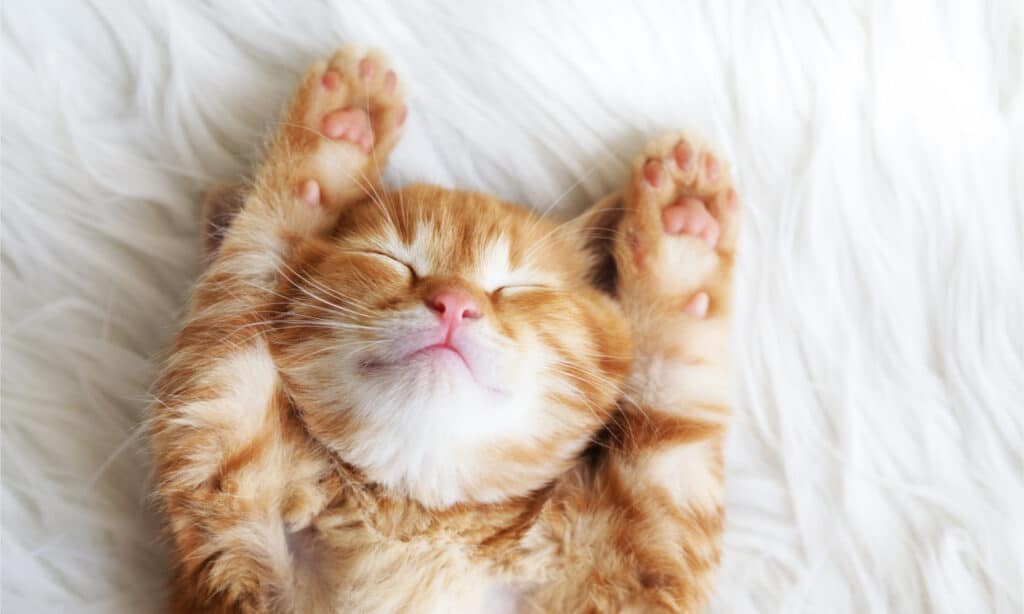 kitten sleeping on its back with its paws raised above its head