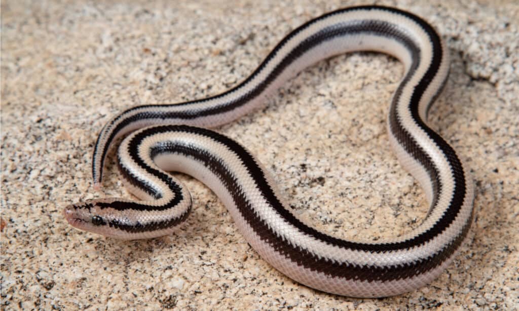 Rosy Boa Snake — Turtle Bay