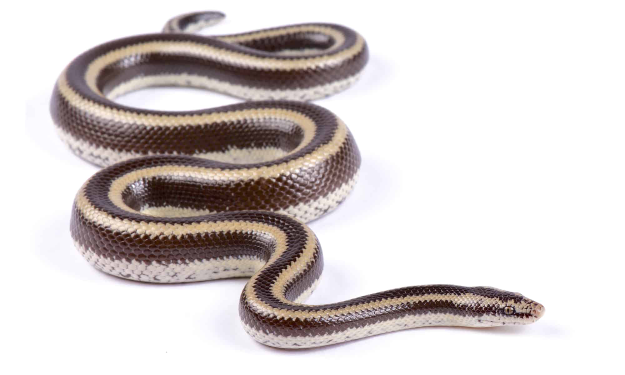 7 Pet Snakes That Stay Small - AZ Animals
